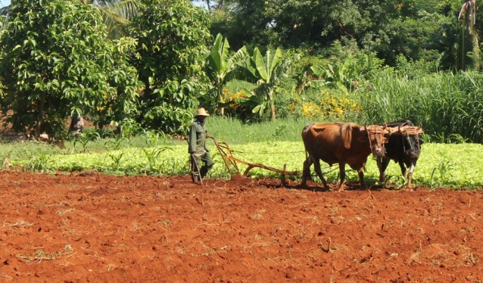 plowing w oxen in Cuba plowing w oxen in Cuba