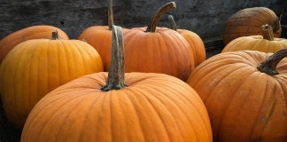 pumpkins