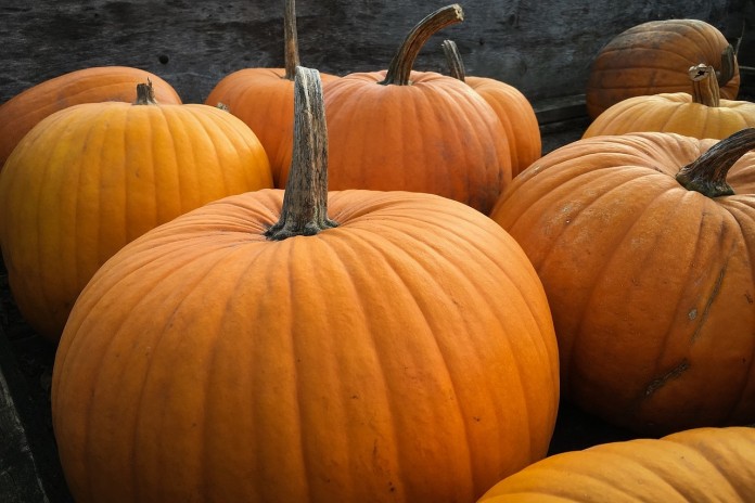 pumpkins pumpkins