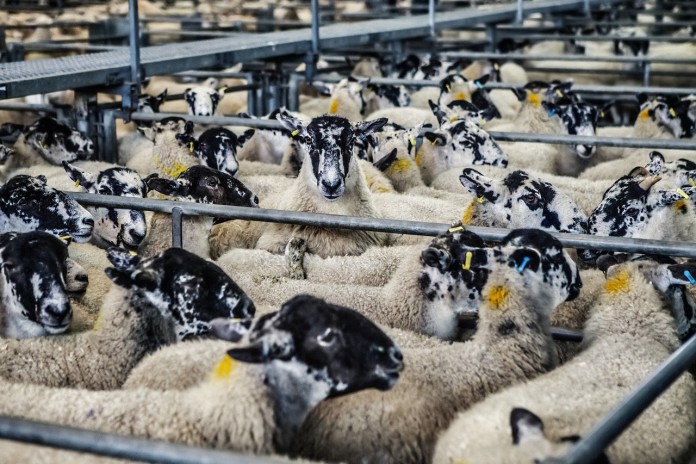 sheep-678196_1280