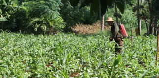 Cuban farm