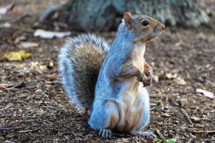 squirrel-1407699_1280