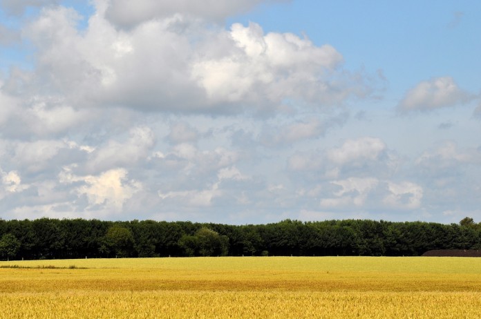 wheat wheat