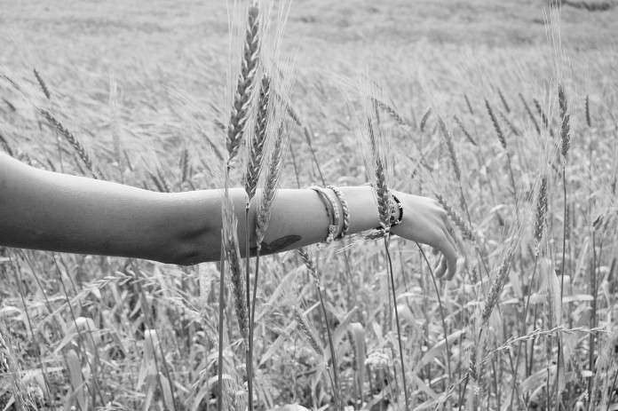 wheat-925760_1280