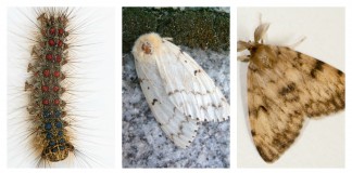 Gypsy moth