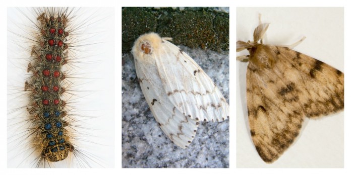 Gypsy moth header Gypsy moth