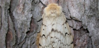 Gypsy moth female with egg mass