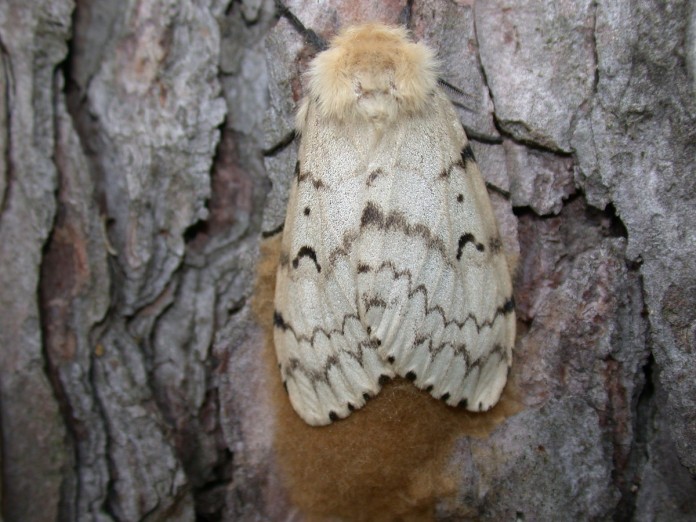 Gypsy moth female egg mass Gypsy moth female with egg mass