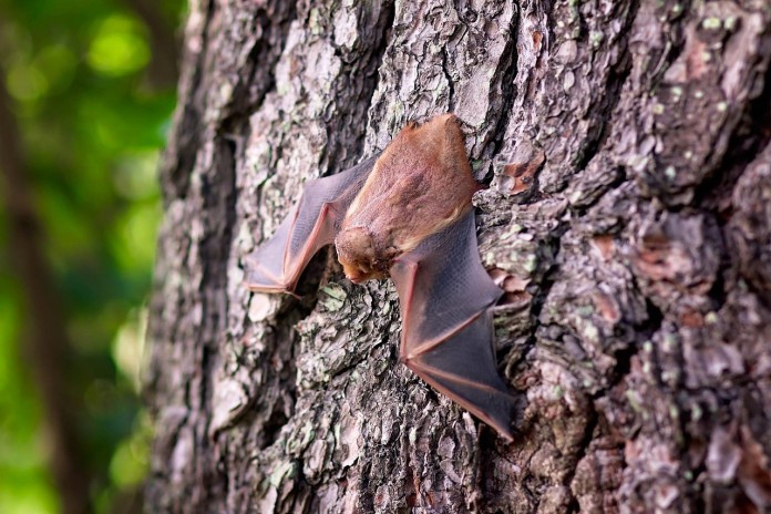 bat-1695186_1280