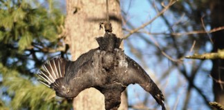 black vulture effigy