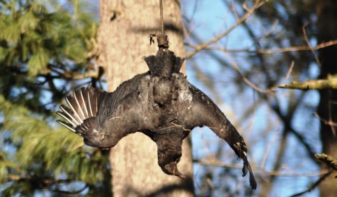 black vulture effigy black vulture effigy