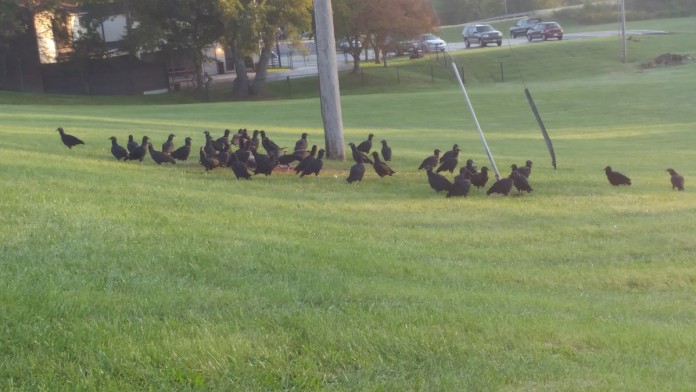 black vultures fairfield county flock of black vultures