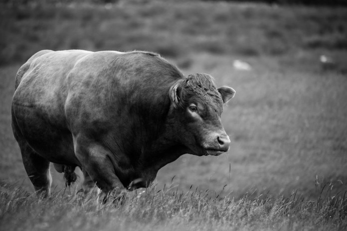 bull-1114267_1280