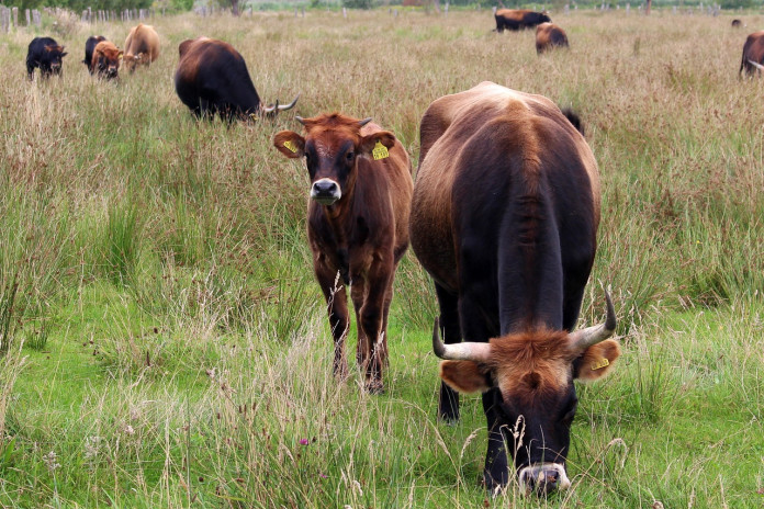 cattle