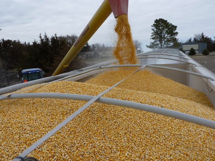 corn-554521_1280
