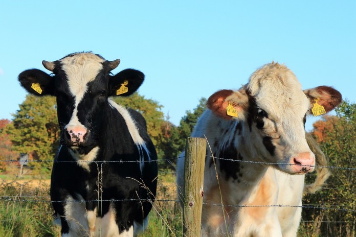 cow-1557077_1280