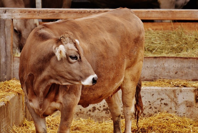 cow-1615801_1280