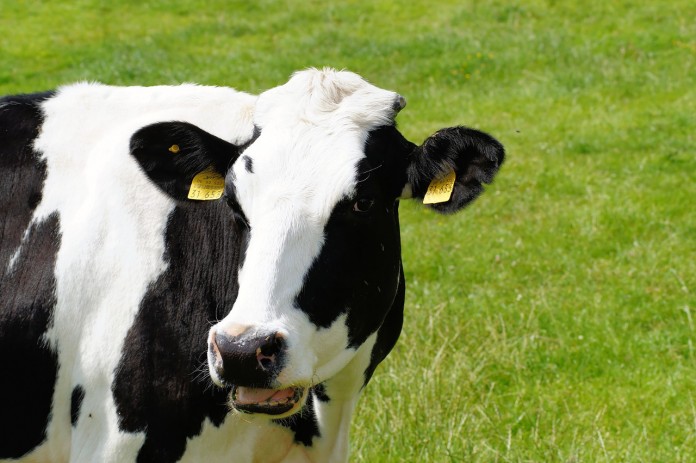 cow cow