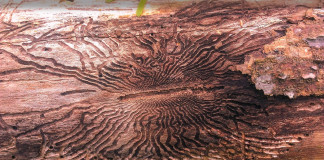 emerald-ash-borer