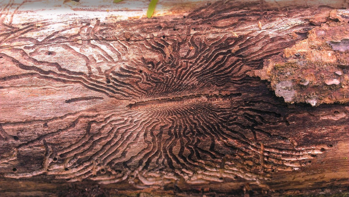 emerald-ash-borer emerald-ash-borer