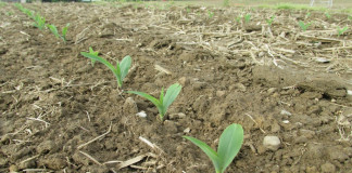 emerging corn