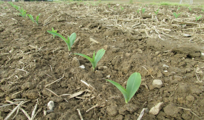 emerging corn emerging corn