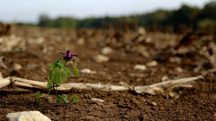flower-1148911_1280