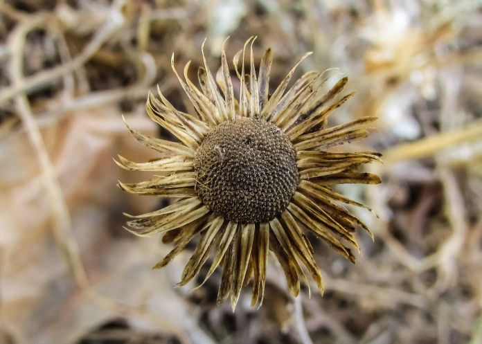 flower-1396798_1280
