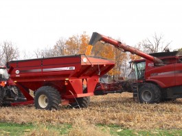 Corn harvest 2016