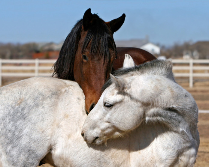 horse-423009_1280