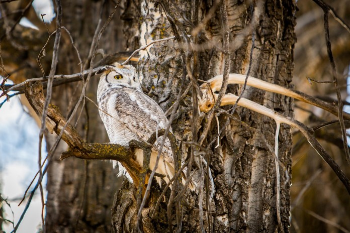 owl-1804437_1280