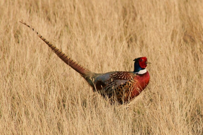 pheasant-1086018_1280