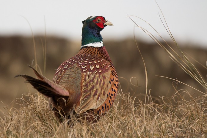 pheasant pheasant