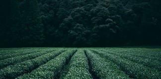 plantation