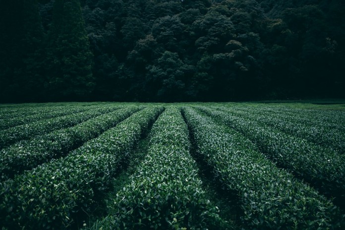 plantation plantation