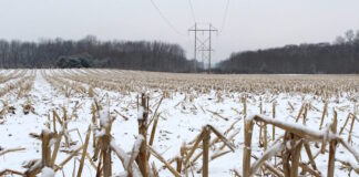 Corn snow