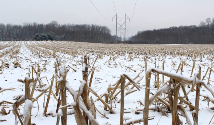 snow-corn 2 Corn snow