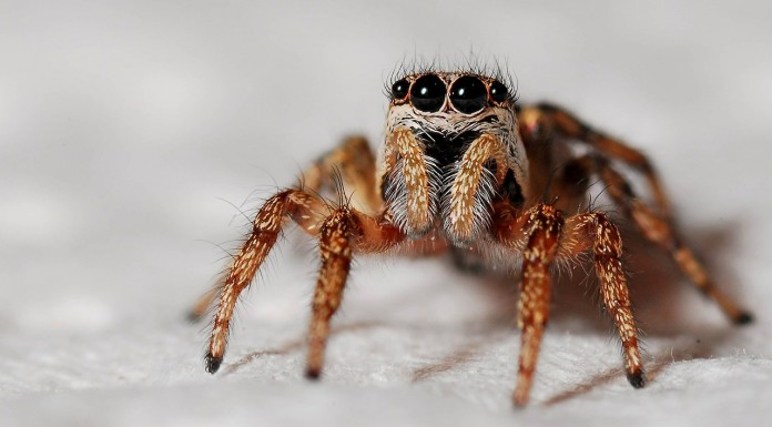 spider-564685_1280