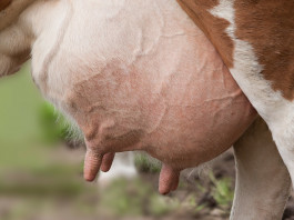 udder