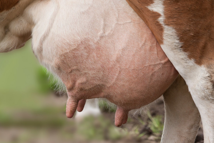udder udder