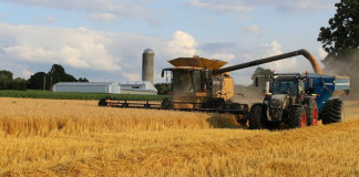 wheat harvest