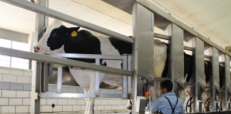 milking