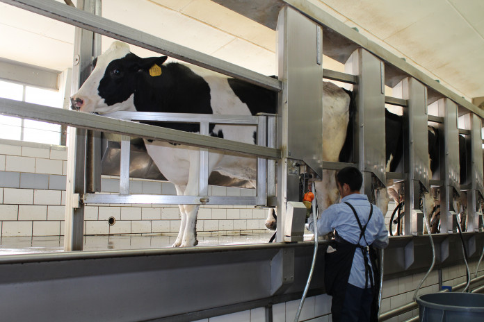 milking milking