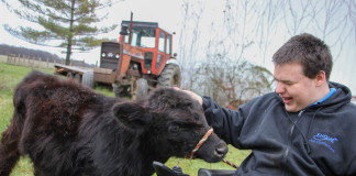 Yaworky and his calf Steak