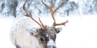 Cute Baby Reindeer
