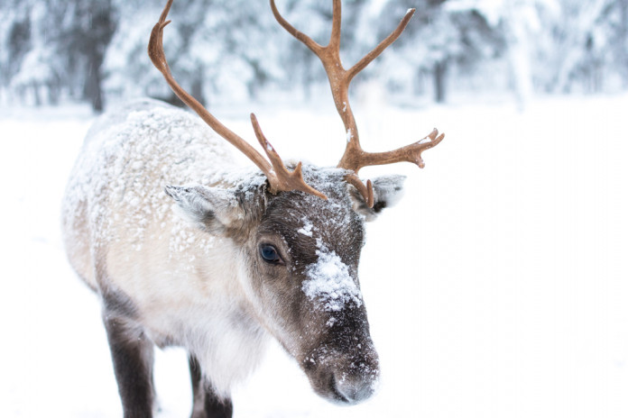 Cute Baby Reindeer Cute Baby Reindeer