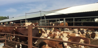 Israel cattle