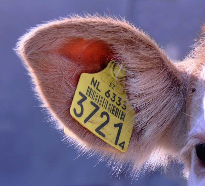 animal-1846357_1280