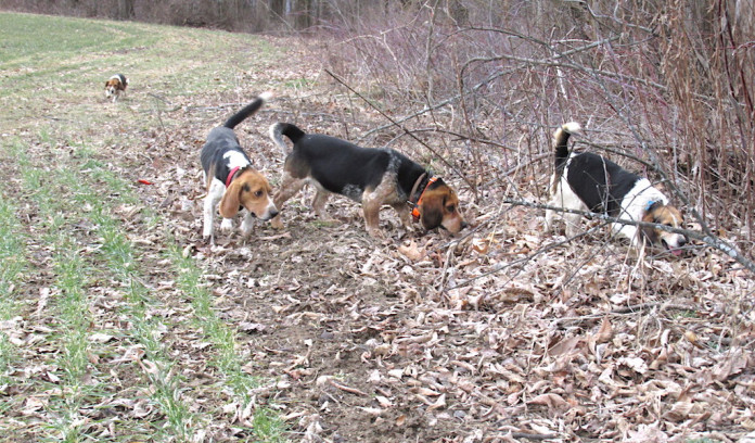 beagles hunting Beagles hunting