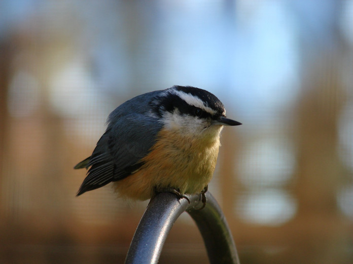 bird-1596889_1280